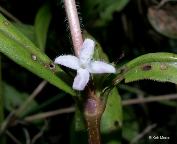 Image of Virginia buttonweed