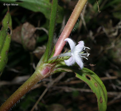 Image of Virginia buttonweed