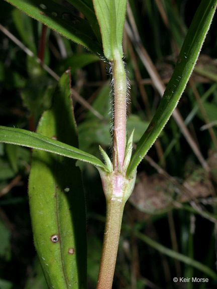 Image of Virginia buttonweed