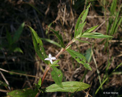 Image of Virginia buttonweed