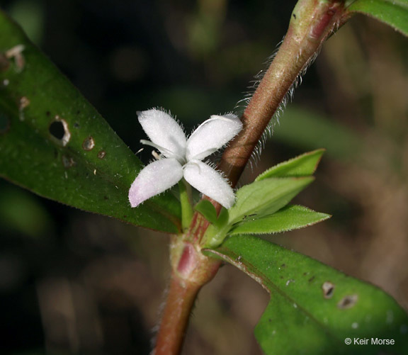 Image of Virginia buttonweed