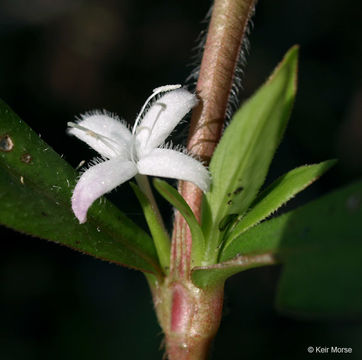 Image of Virginia buttonweed