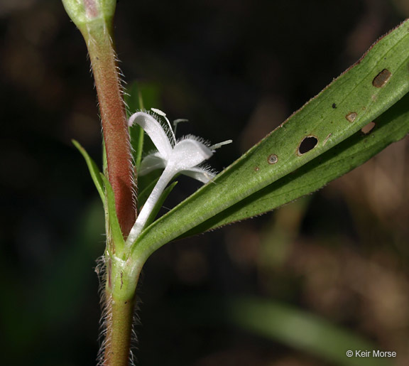 Image of Virginia buttonweed