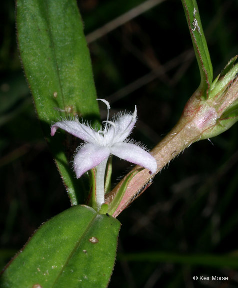 Image of Virginia buttonweed