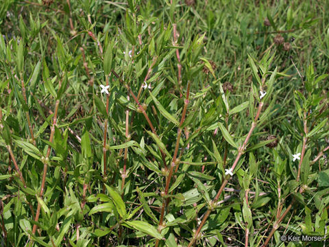 Image of Virginia buttonweed