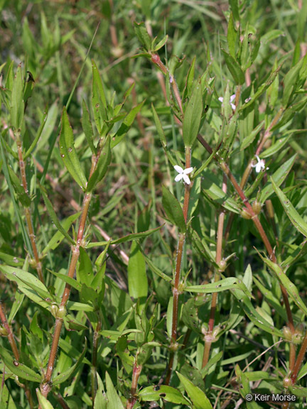 Image of Virginia buttonweed