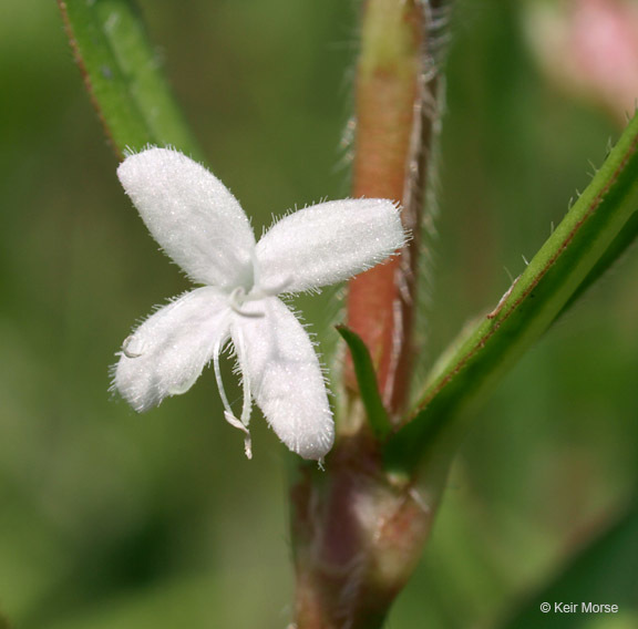 Image of Virginia buttonweed
