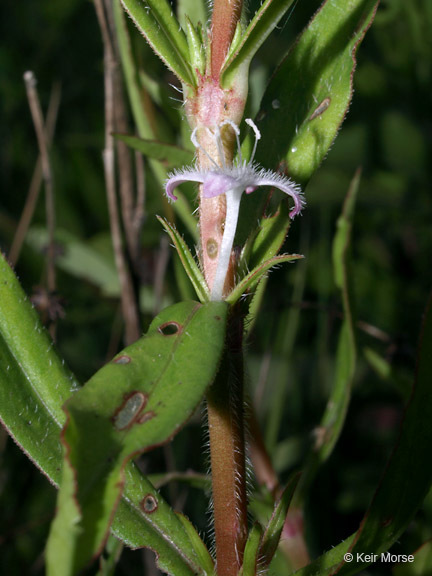 Image of Virginia buttonweed