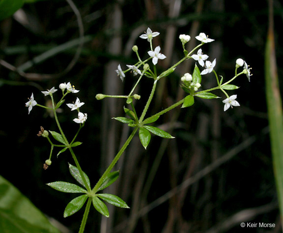 Image of Rough bedstraw