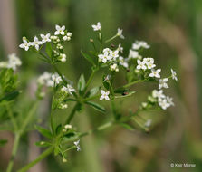 Image of Rough bedstraw