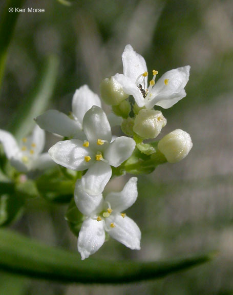 Image of Northern bedstraw