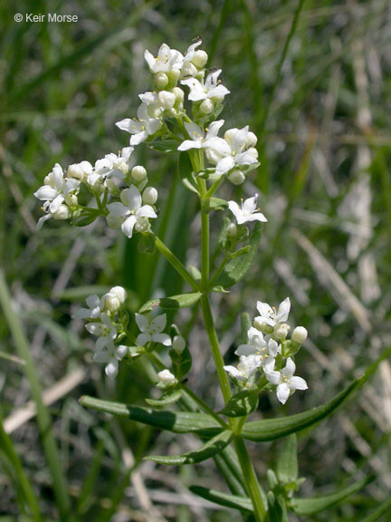 Image of Northern bedstraw