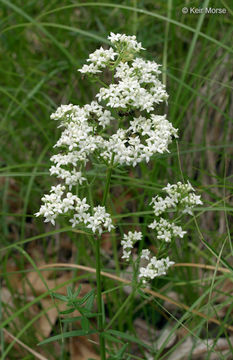 Imagem de Galium boreale L.