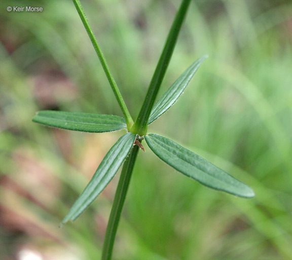 Image of Northern bedstraw