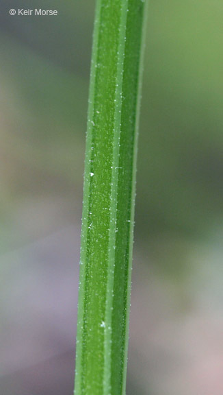 Image of Northern bedstraw