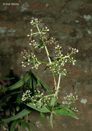 Image of Northern bedstraw