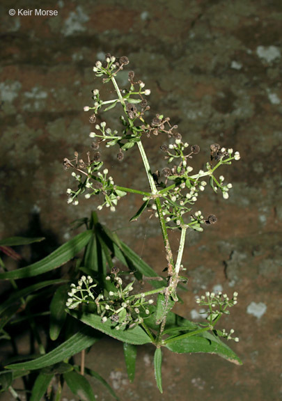 Image of Northern bedstraw