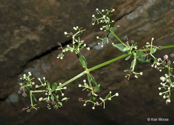 Image of Northern bedstraw