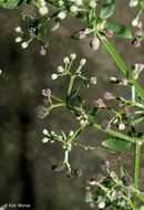 Image of Northern bedstraw