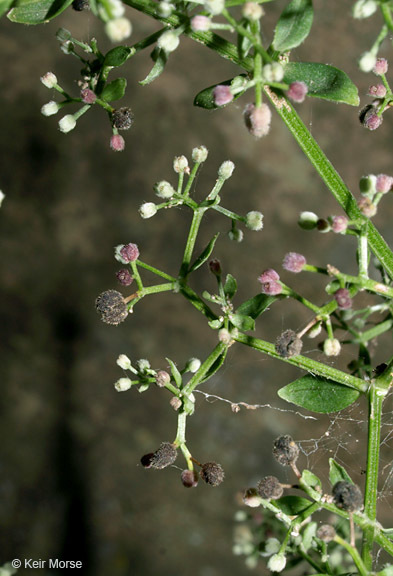 Image de Gaillet boréal