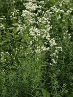 Image of Northern bedstraw