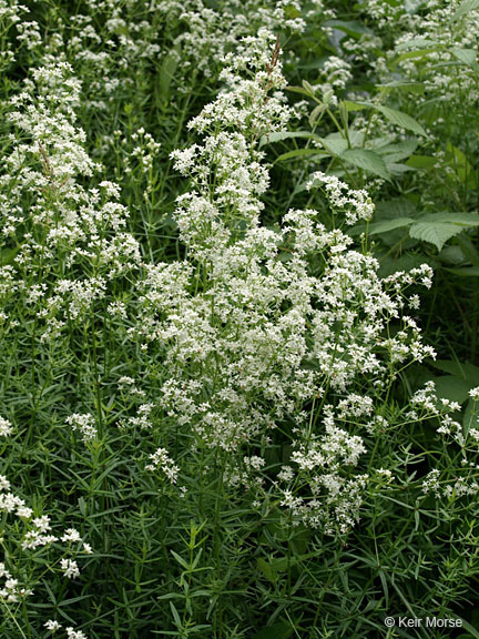 Image of Northern bedstraw