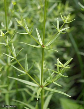 Image of Northern bedstraw