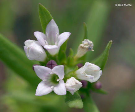 Image of longleaf summer bluet