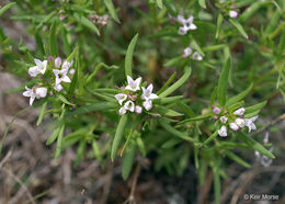 Image of longleaf summer bluet