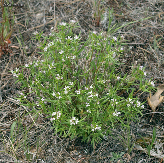 Image of longleaf summer bluet