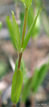 Image of longleaf summer bluet