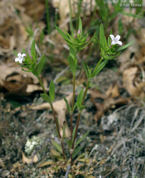 Image of longleaf summer bluet