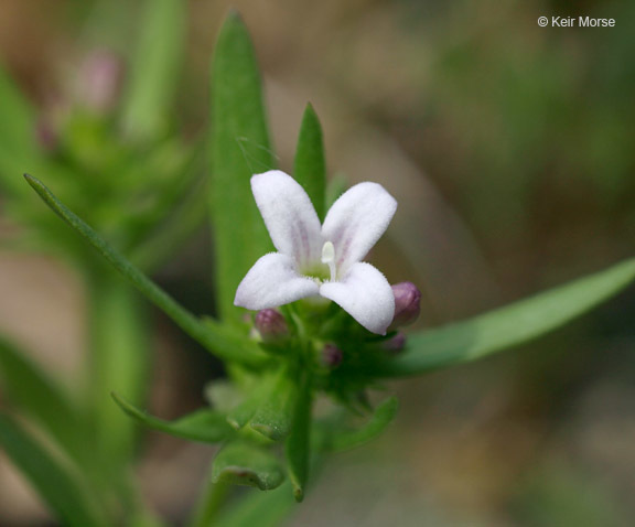 Image of longleaf summer bluet