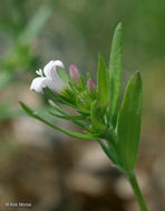 Image of longleaf summer bluet