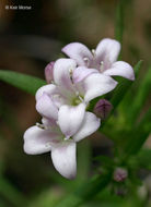 Image of longleaf summer bluet