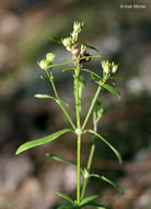 Image of longleaf summer bluet