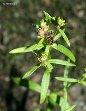 Image of longleaf summer bluet