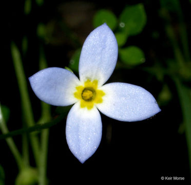 Image of thymeleaf bluet