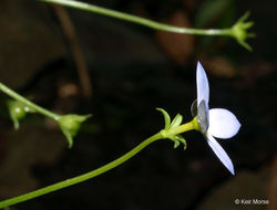 Image of thymeleaf bluet