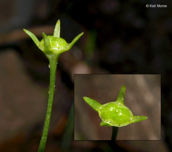 Image of thymeleaf bluet