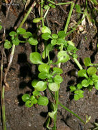 Image of thymeleaf bluet