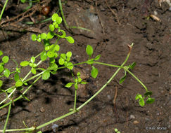 Image of thymeleaf bluet