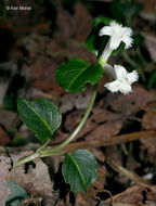 Image de Mitchella repens L.