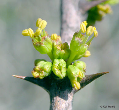 Imagem de Zanthoxylum americanum Mill.