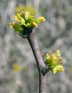 Zanthoxylum americanum Mill. resmi