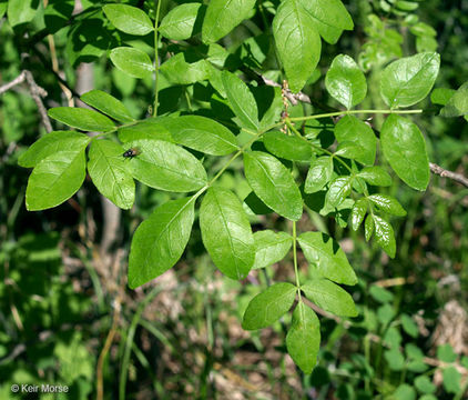 Imagem de Zanthoxylum americanum Mill.