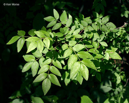 Imagem de Zanthoxylum americanum Mill.