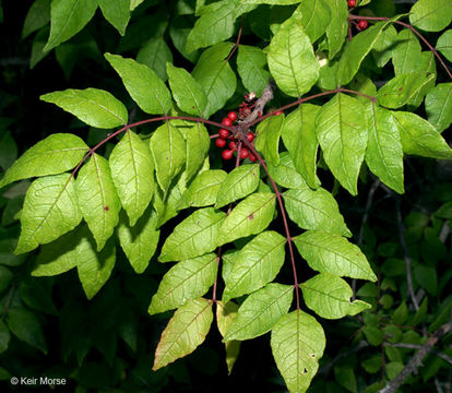 Imagem de Zanthoxylum americanum Mill.