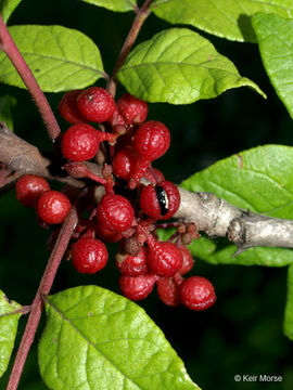 Imagem de Zanthoxylum americanum Mill.