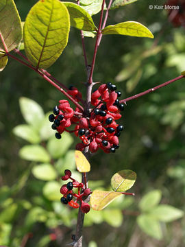 Imagem de Zanthoxylum americanum Mill.